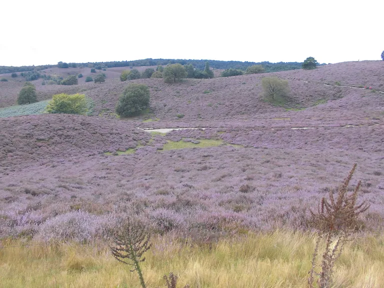 Posbank heide
